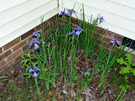 {Iris prismatica}